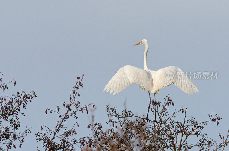 平衡大白鹭(Ardea alba)